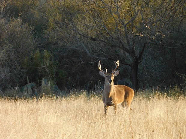 A Deer Perspective - 1 - Convergent Hunting Solutions