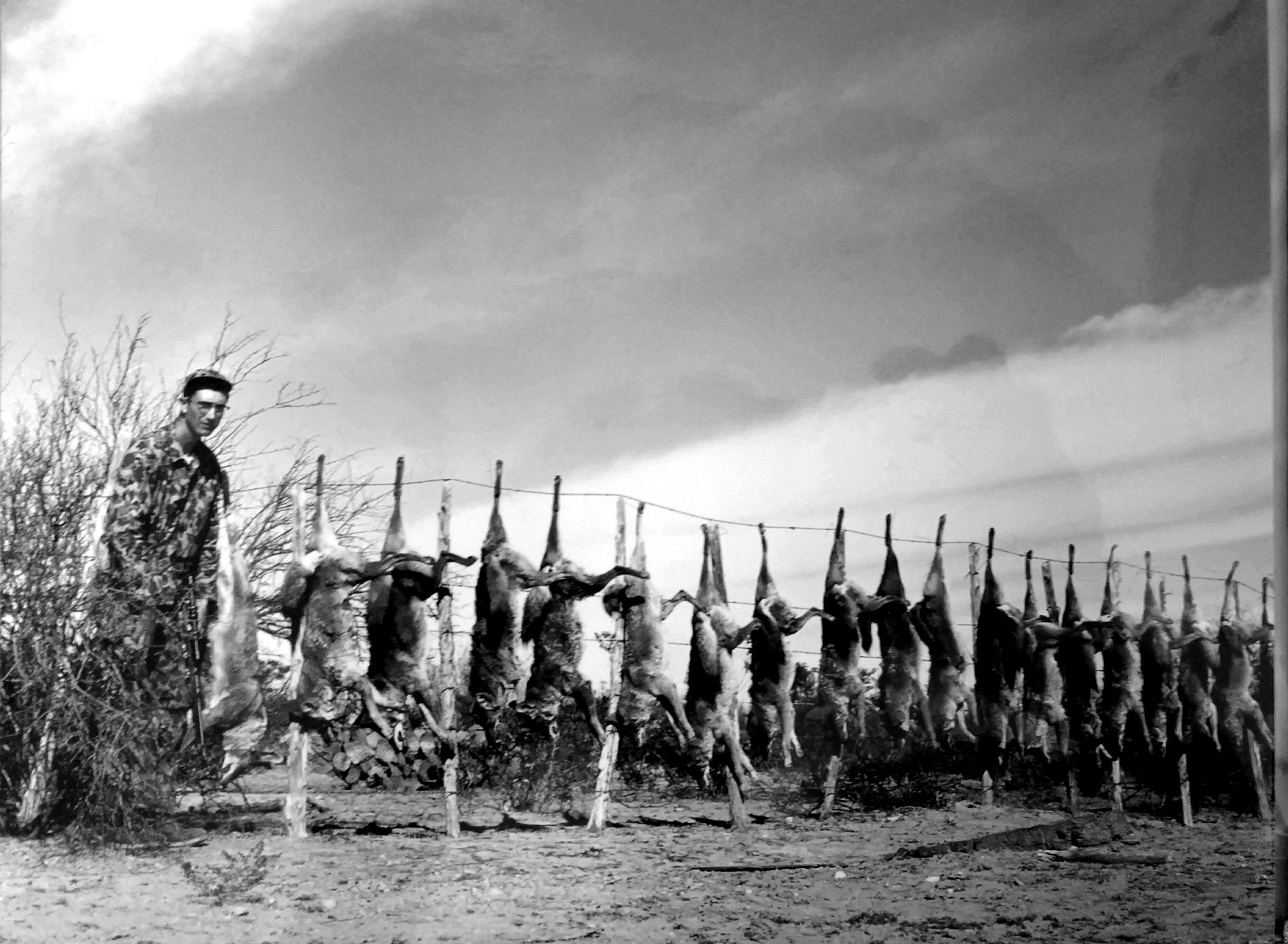 coyote hunting haul