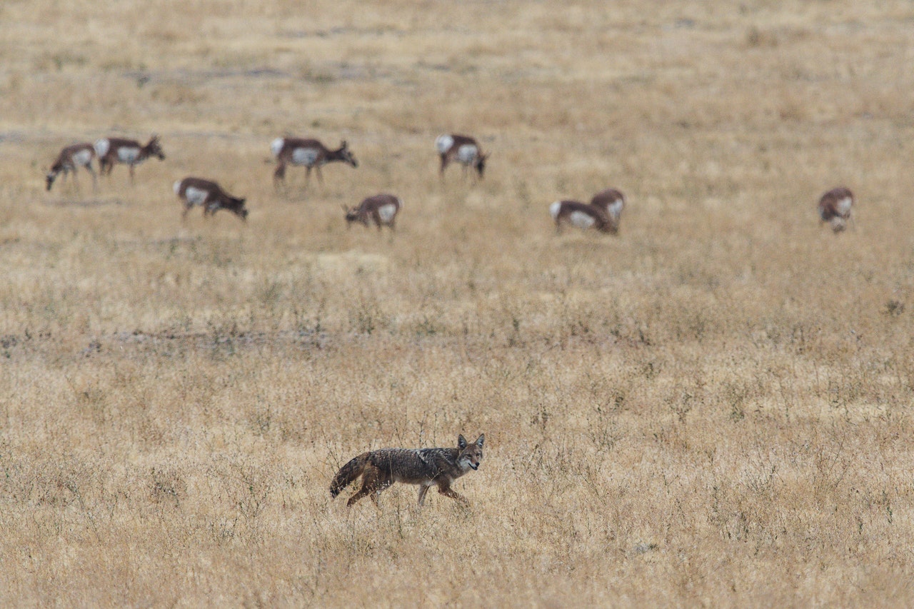 coyote open field
